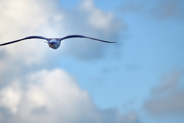 Voyage à vol d'oiseau