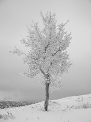 Fototapeta premium Single Tree in a solitude Winter Landscape