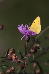 Farfalla sul fiore