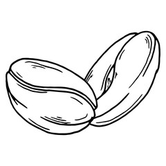 Coffee beans. Vector coffee grains.