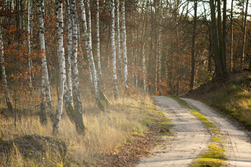 Młody las brzozowy i droga w zachodzących promieniach słońca © qrrr