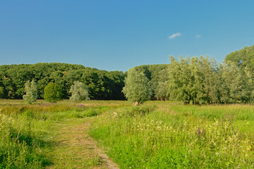 Fototapeta na wymiar Sunny fields with trees under a clear blue sky in Kalkense Meersen nature reserve, Flanders, Belgium