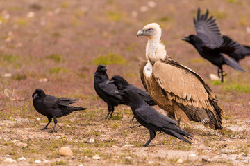griffon vulture and crows on the ground