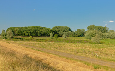 Fototapeta na wymiar Sunny fields with trees under a clear blue sky in Kalkense Meersen nature reserve, Flanders, Belgium
