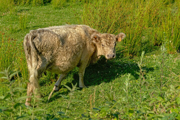 Fototapeta premium Cute galloway calf in a meadow