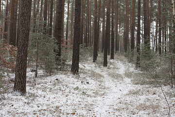 Las sosnowy w zimowej szacie © qrrr