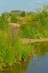 Puprle loosetrife flowers on the side of a peat lake - Lythrum salicaria