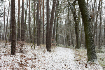 Leśna ścieżka w zimowym lesie