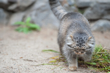 Pallas's cat (Otocolobus manul). Manul is living in the grasslands and montane steppes of Central Asia. Portrait of cute furry adult manul. Instinct to hunt