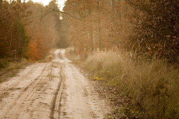 Leśna piaszczysta droga w zachodzącym zimowym świetle © qrrr