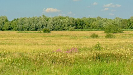 Sunny meadows with trees under a clear blue sky in Kalkense Meersen nature reserve, Flanders, Belgium