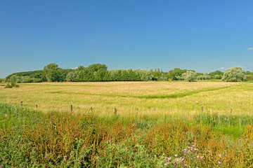 Sunny meadow with trees under a clear blue sky in Kalkense Meersen nature reerve, Flanders, Belgium