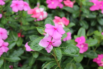 Obraz premium Mucugê Chapada da Diamantina