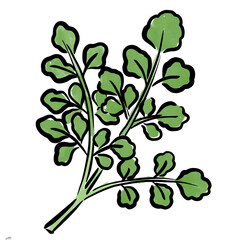 せり　イラスト　筆　水彩　手描き
