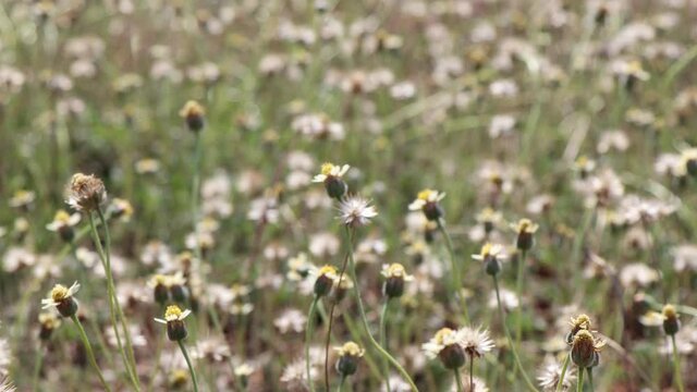 Yellow Coatbuttons flower are blooming and grass