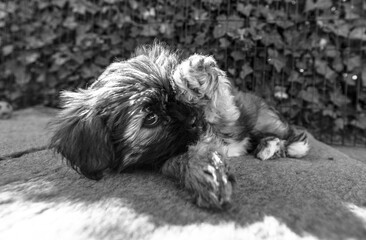 black and white puppy Lhasa Apso
