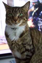 Domestic tabby pet cat
