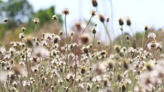 Yellow Coatbuttons flower are blooming and grass