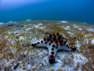 Horned Sea Star (Protoreaster nodosus)