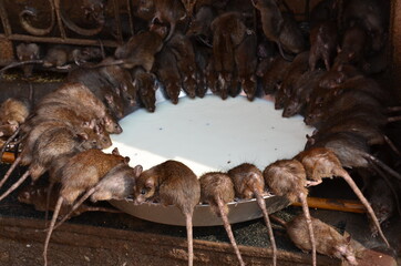 Rats are enjoying lunch at Karni Mata, the temple of rats at Deshnoke, Rajasthan