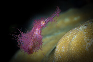 Rough snout hairy pink ghost pipefish on coral reef (
Solenostomus paegnius)