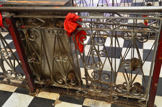 Rats are walking around in Karni Mata, the temple of rats at Deshnoke, Rajasthan