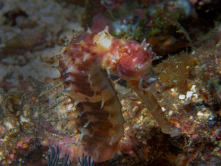 Spiny Seahorse (Hippocampus histrix)