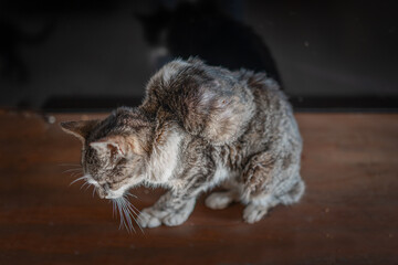 old gray cat with a tumor on his back