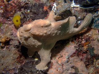 A Giant Frogfish (Antennarius commerson)