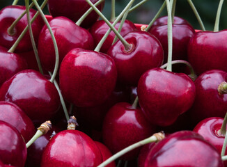 Dark red sweet cherries photo made in Weert the Netherlands