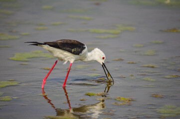 long legged black winged stilt and it's reflection in a marsh in Marievale bird Sanctuary