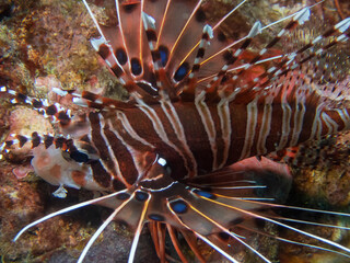 Spotfin Lionfish (Pterois antennata)