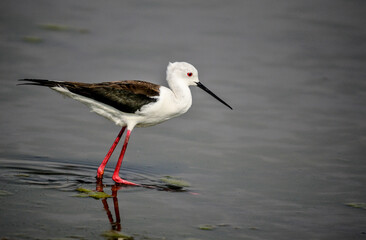 long legged black winged stilt and it's reflection in a marsh in Marievale bird Sanctuary