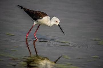 long legged black winged stilt and it's reflection in a marsh in Marievale bird Sanctuary