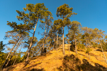 Fototapeta na wymiar pine trees in foothills of himalaya india