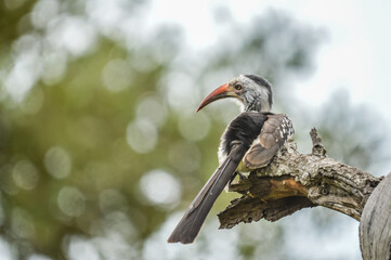 Yellow billed hornbill in Etosha
