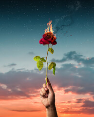 Hand held burning red rose. Love concept with flower and fire
