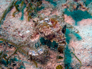 Dragon Sea Moth (Eurypegasus draconis)