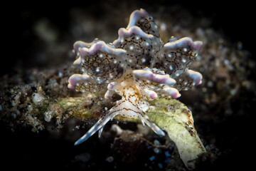 Cyerce sp Nudibranch on coral reef