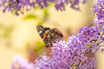 Macro shots, Beautiful nature scene. Closeup beautiful butterfly sitting on the flower in a summer garden.