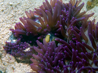 Fototapeta na wymiar Clarkes Anemonefish (Amphiprion clarckii) in Malapascua, Philippines 