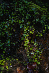 green plants with water drops