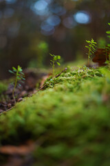 green plants with water drops