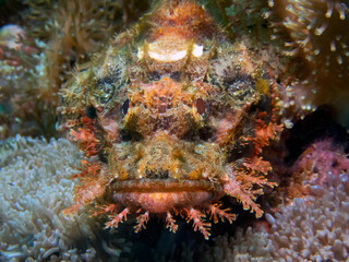 A Tassled Scorpionfish (Scorpaenopsis oxycephala)