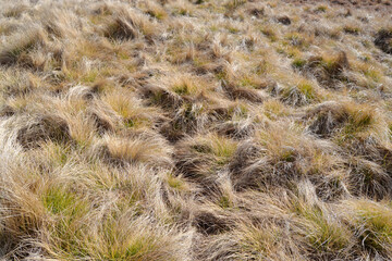 Dry grass, texture, backgraund perspective