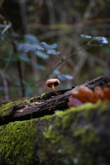 nature photo of a small mushroom in the foreground