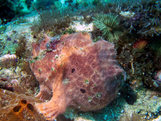 A Giant Frogfish (Antennarius commerson)