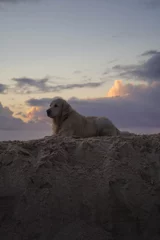 Foto auf Alu-Dibond Golden retriever dog resting on the sand on the beach at sunset © Tomas