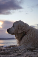Obraz premium Golden retriever dog resting on the sand on the beach at sunset