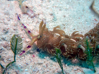 Blue Dragon nudibranch (Pteraeolidia ianthina)